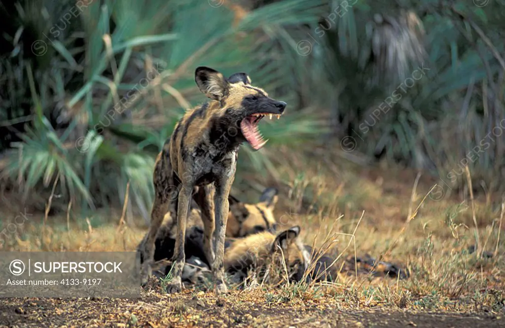 African Wild Dog Lycaon pictus Kruger Nationalpark South Africa Africa