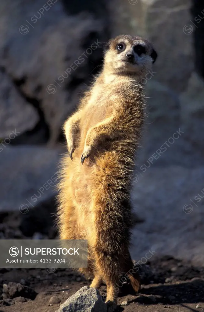 Suricate,Suricate suricatta,South Africa,Africa,adult standing upright warming up from sunlight