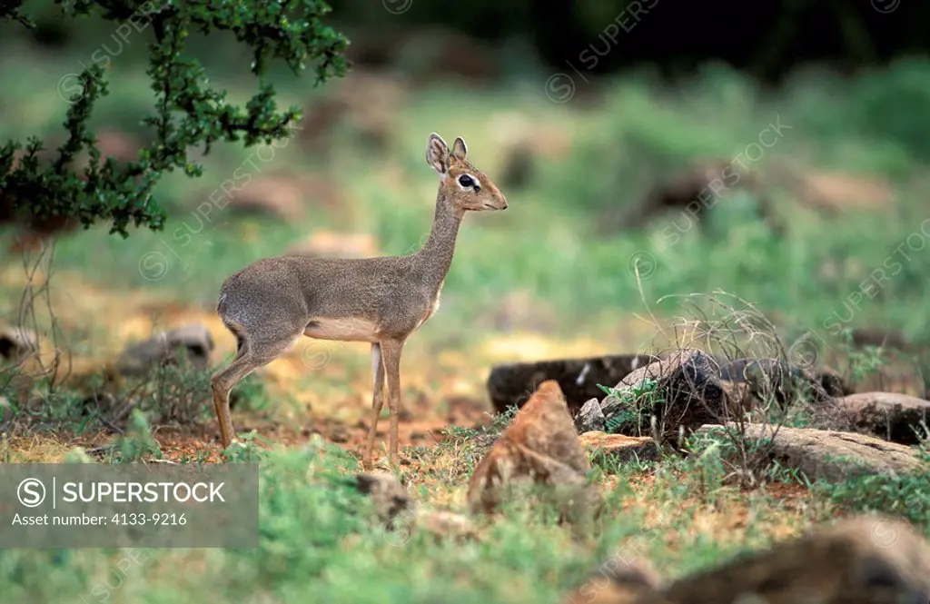 Kirk`s Dikdik,Rhynchotragus kirki,Samburu Game Reserve,Kenya,Africa,adult female