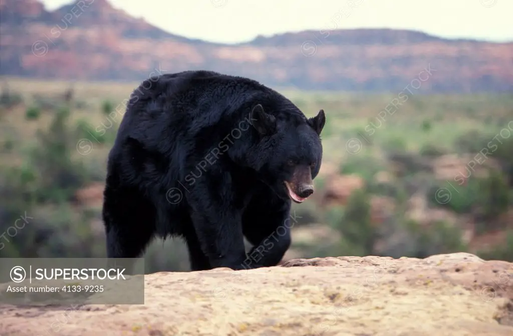 Black Bear,Ursus americanus,Utah,USA,adult