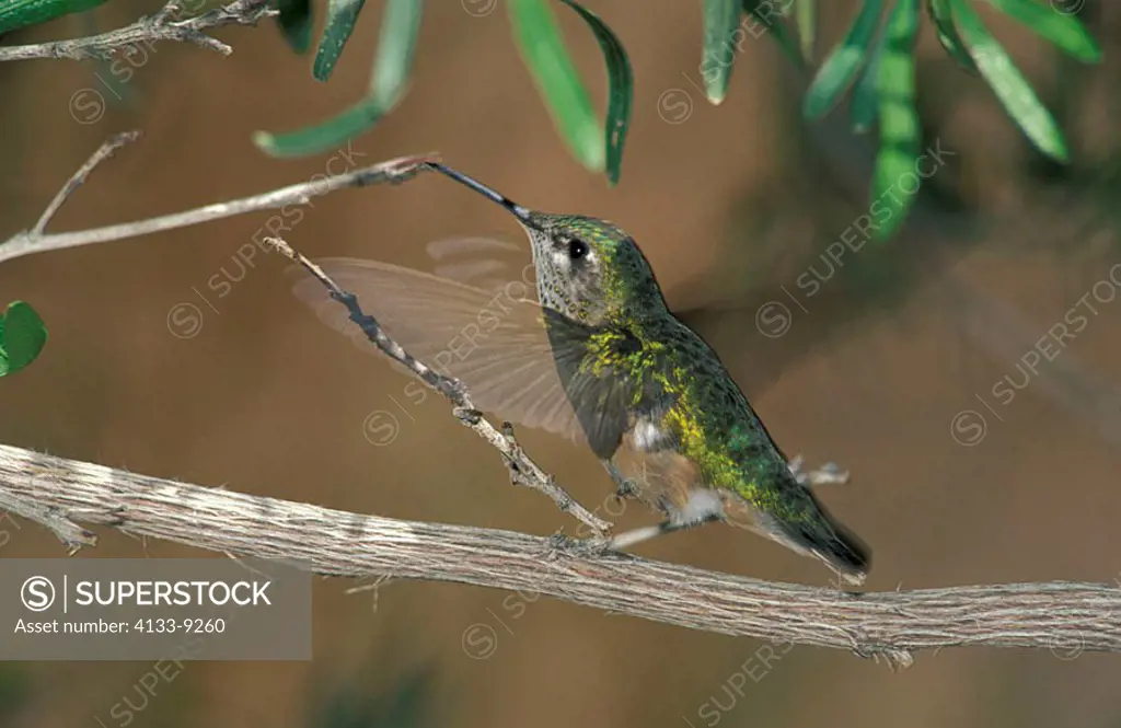 Calliope-Hummingbird Stellula calliope Sonora Desert Arizona USA