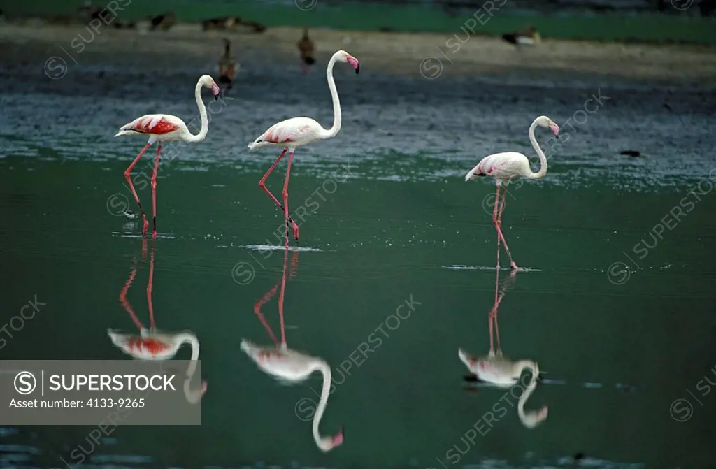 European Greater Flamingo,Phoenicopterus ruber roseus,Ngorongoro Crater,Tanzania,Africa,group of adults with reflections
