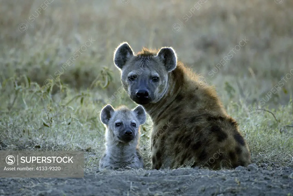 Spotted Hyaena, Crocuta crocuta, Masai Mara, Kenya, adult with cub