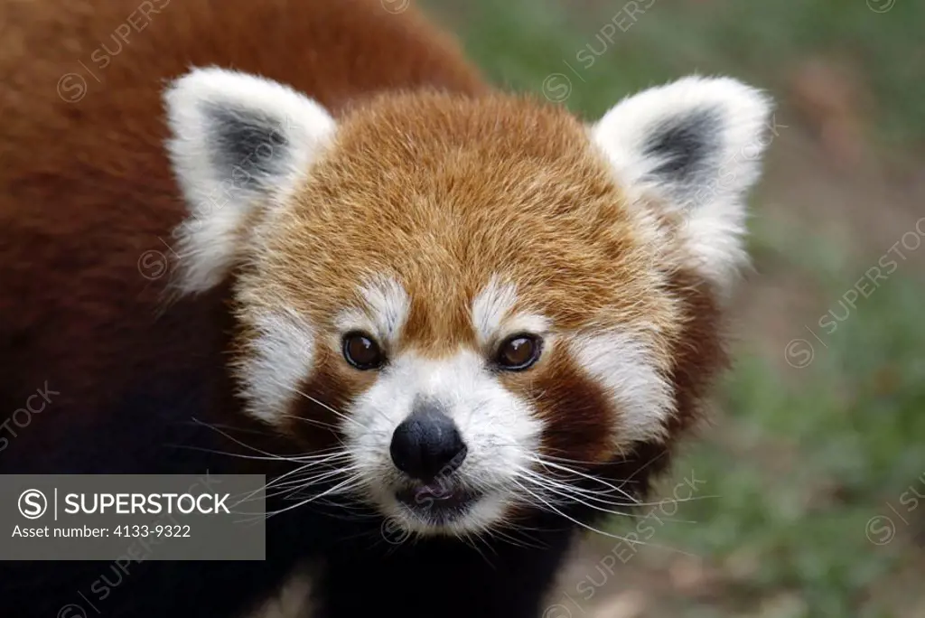 Red Panda Ailurus fulgens fulgens Asia