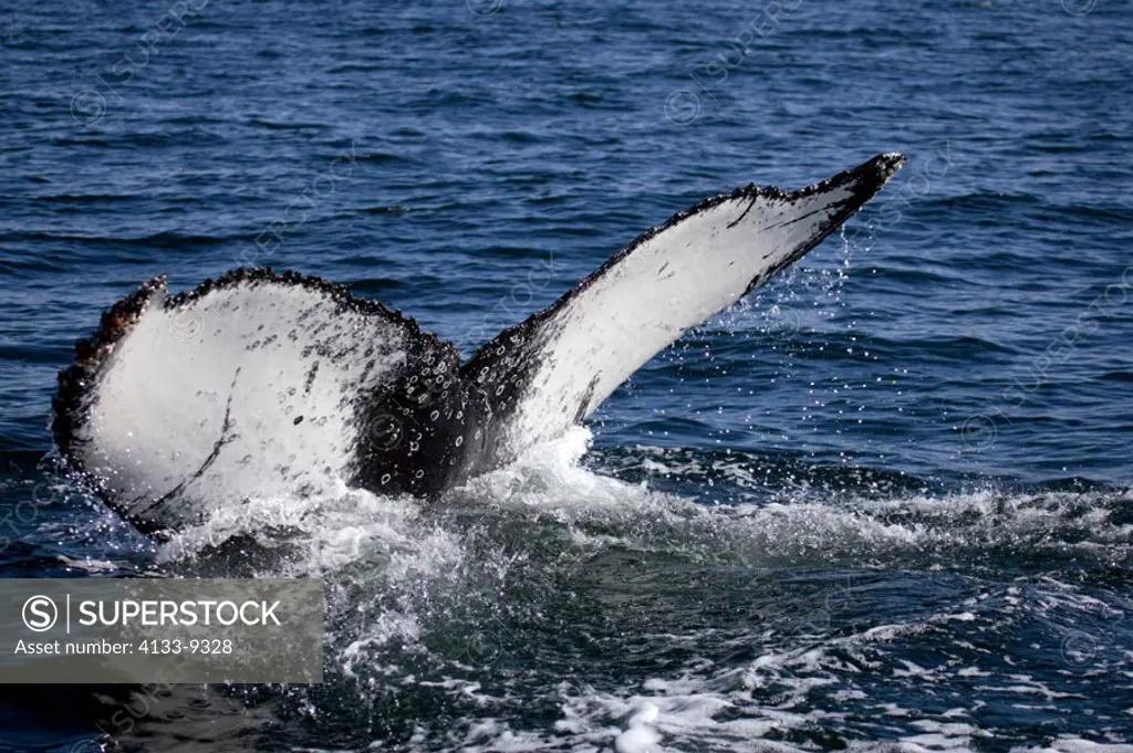 Humpback Whale Megaptera novaeangliae Hermanus South Africa Africa