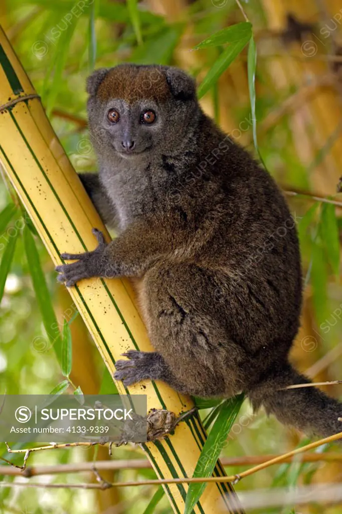 Grey bamboo lemur, Hapalemur griseus, Madagascar, adult on bamboo