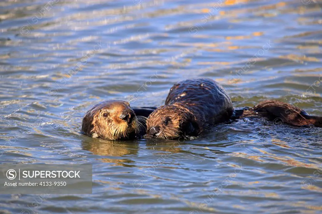 Sea Otter,Enhydra lutris,Monterey,California,USA,mother with young in water