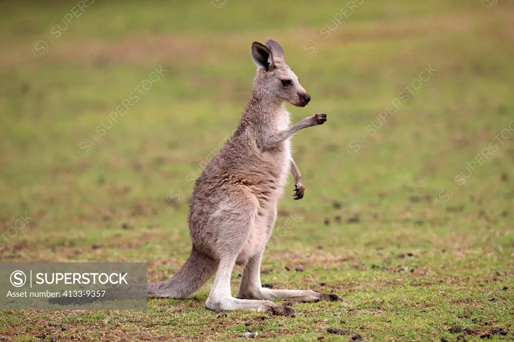 Eastern Grey Kangaroo,Macropus giganteus,Australia,young