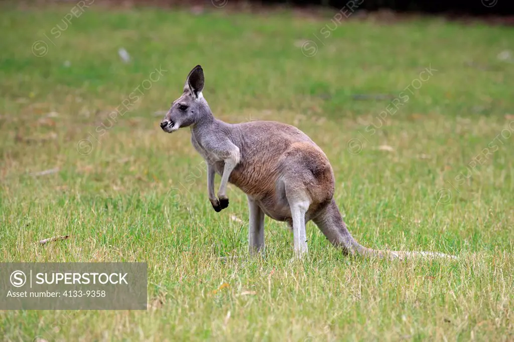 Eastern Grey Kangaroo,Macropus giganteus,Australia,adult female