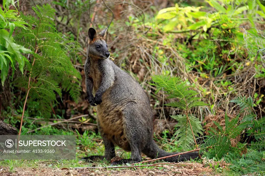 Swamp Wallaby,Wallabia bicolor,Wilson Promontory Nationalpark,Australia,adult female feeding