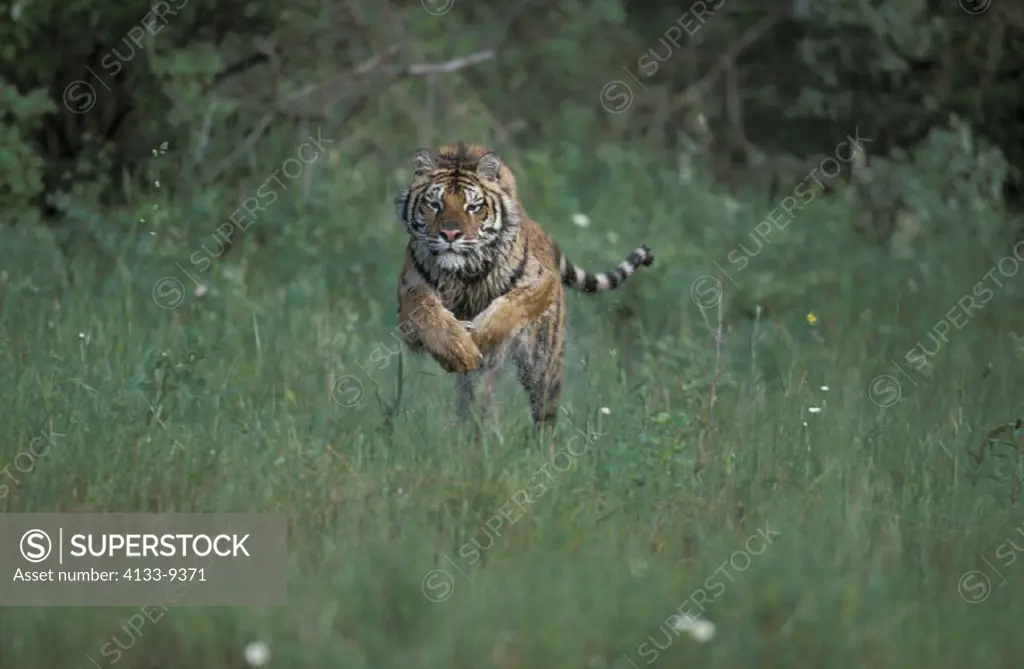 Siberian Tiger , Panthera tigris altaica , Montana , USA , Adult running