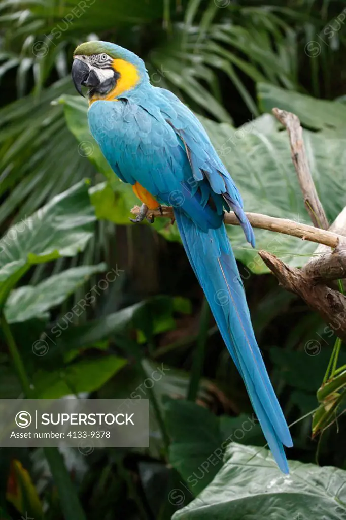 Blue and Yellow Macaw, Ara ararauna, South America, adult on tree