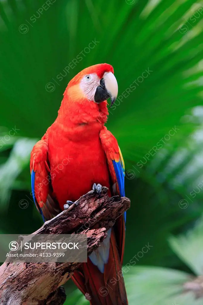 Scarlet Macaw,Ara macao,Roatan,Honduras,Caribbean,Central America,Latin America,adult portrait on branch