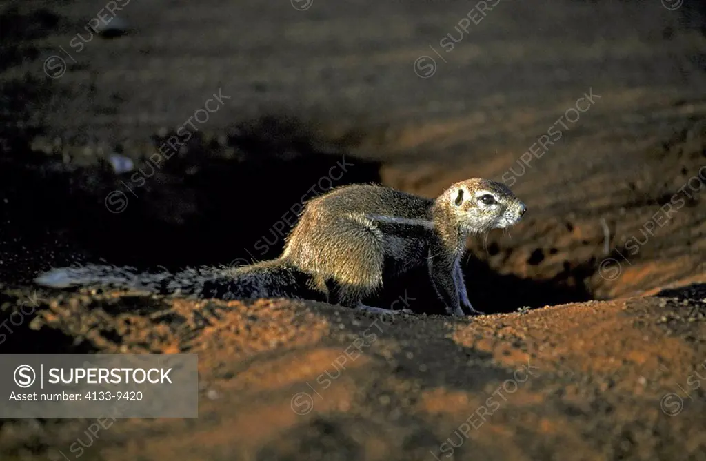 Ground Squirrel,Xerus inaurus,Kalahari Kgalagadi Transfrontier Park,South Africa,Africa,adult at cave in last sunlight