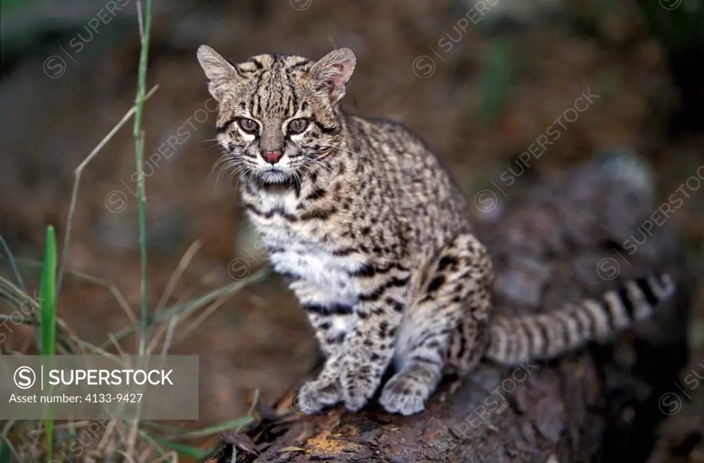 Geoffroy´s Cat,Felis Leopardus geoffroyi,South America,adult