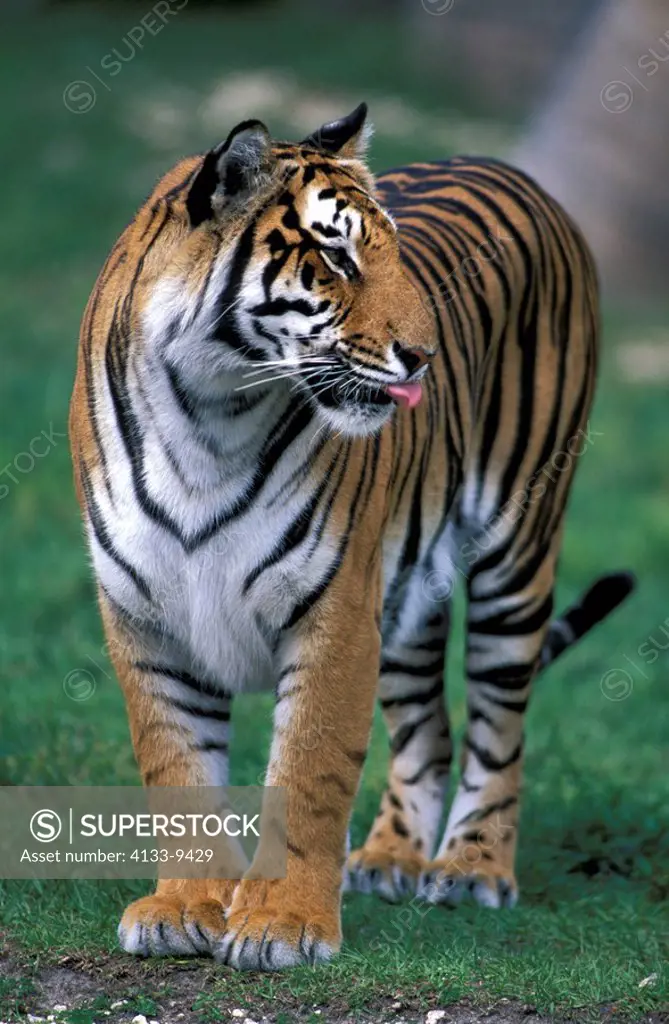 Indian Tiger ,Panthera tigris tigris,adult