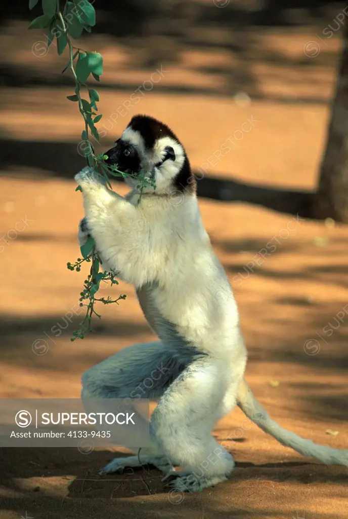 Verreaux`s Sifaka,Propithecus verreauxi,Berenty Game Reserve,Madagascar,Africa,adult feeding