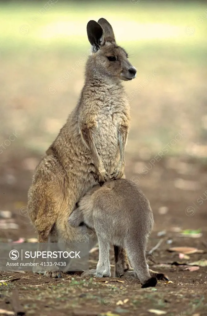 Eastern Grey Kangaroo,Macropus giganteus,Australia,adult female with young in pouch