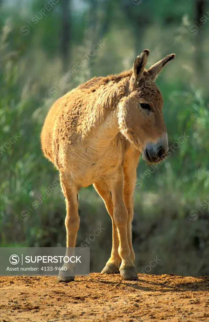 Persian Onager,Equus hemionus onager,Asia,adult