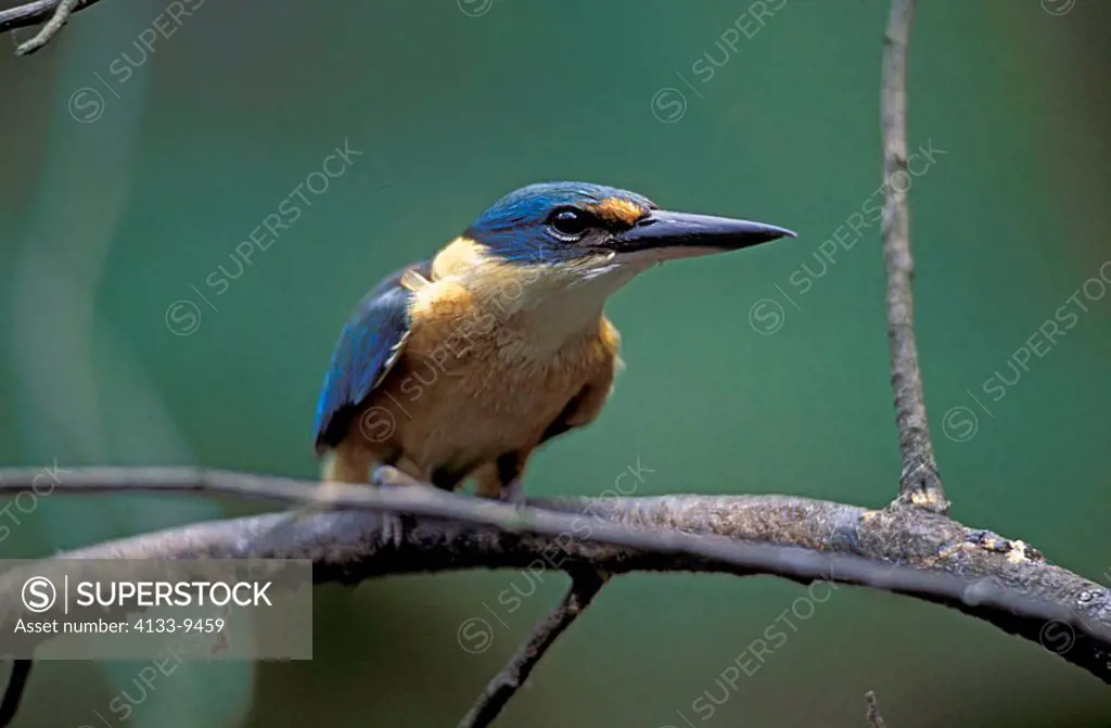 Sacred Kingfisher Todirhamphus sanctus Australia