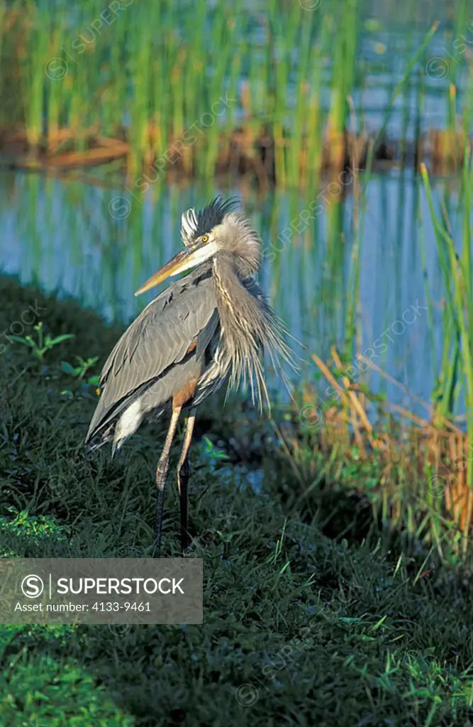 Great Blue Heron Ardea herodias Everglades Nationalpark Florida USA