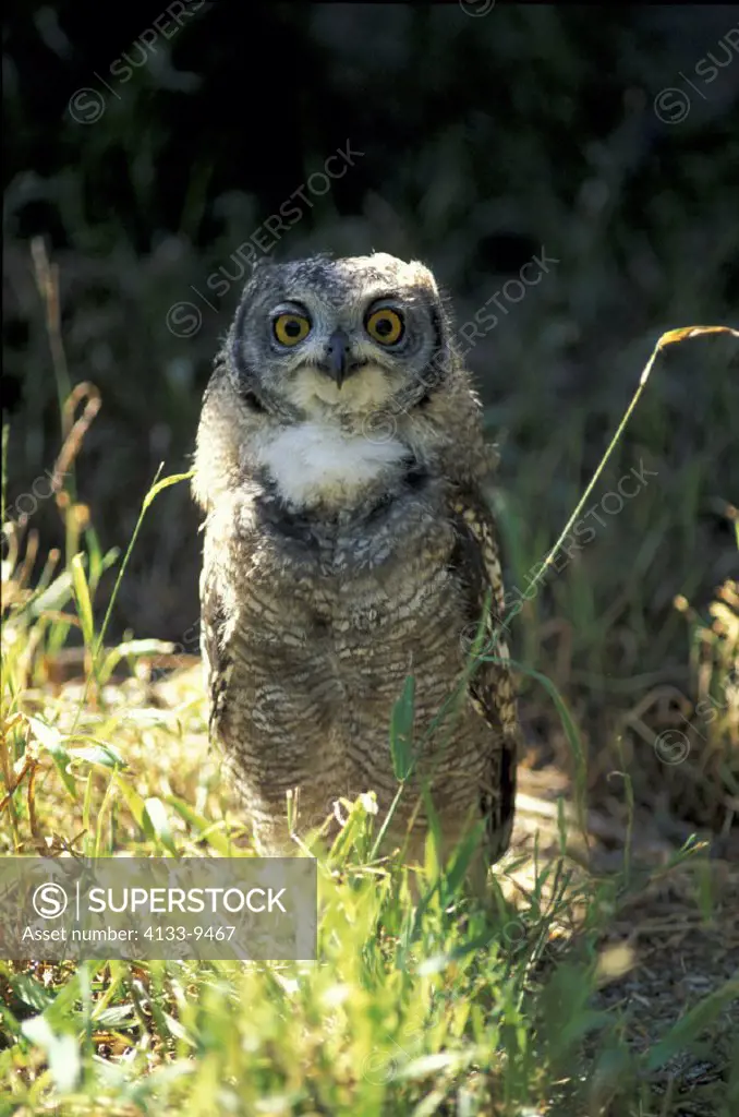 Spotted Eagle Owl , Bubo africanus , South Africa , Africa , young bird