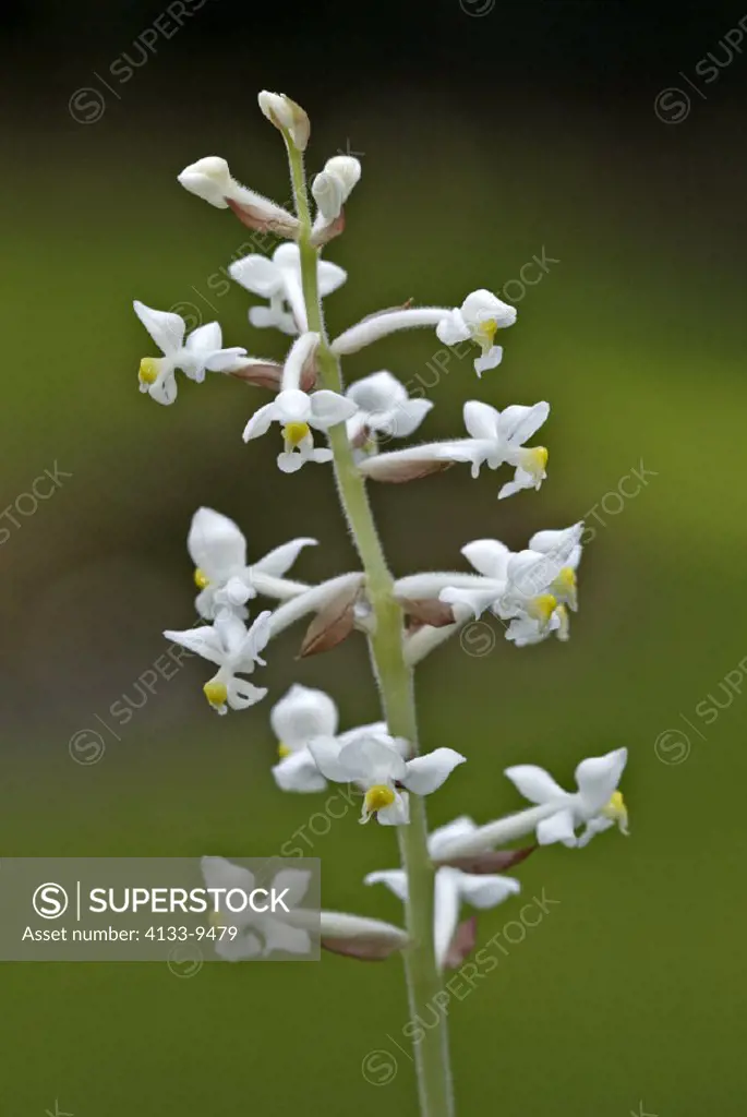 Orchid , Ludisia discolor , Dawsoniana , Germany , Europe , bloom
