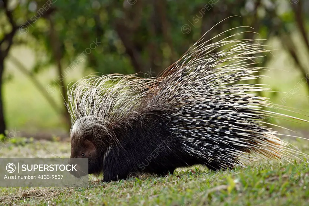 Cape Porcupine, Hystrix africaeaustralis, Southern Africa, adult