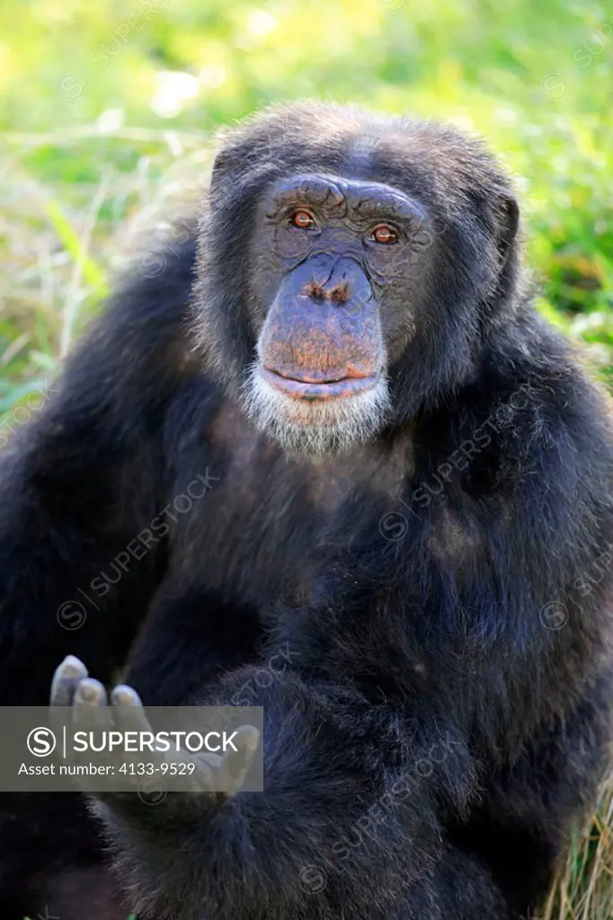 Chimpanzee, Pan troglodytes troglodytes, Africa , adult begging, portrait