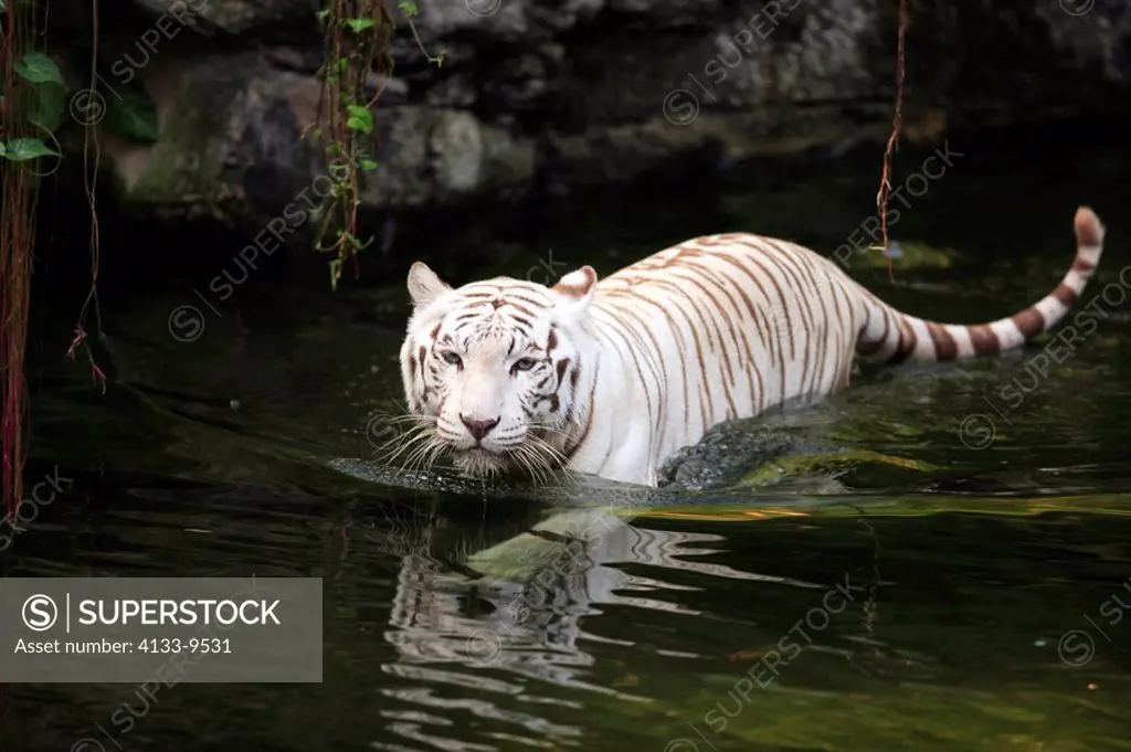 White Indian Tiger,Panthera tigris tigris,India,in water