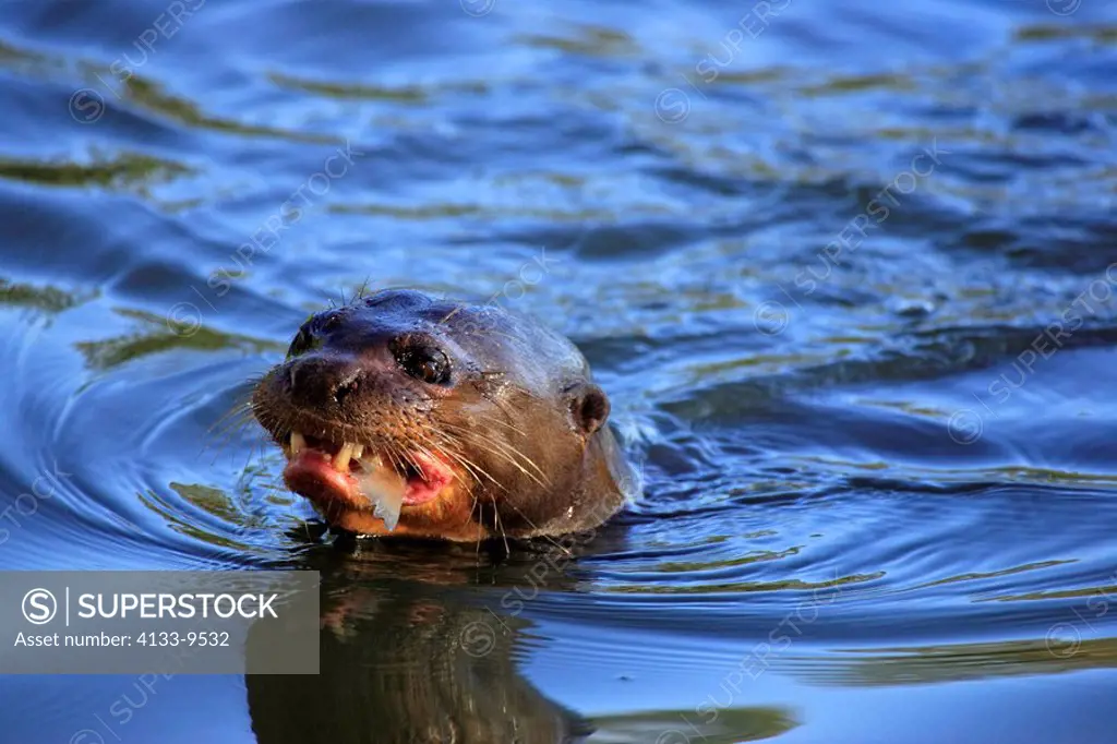 Giant River Otter,Pteronura brasiliensis,Pantanal,Brazil,adult,in water,swimming,with prey,with fish,feeding,portrait