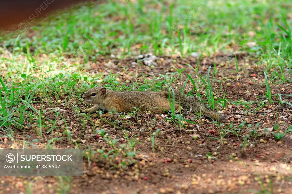 Tree Squirrel,Paraxerus cepapi,Kruger Nationalpark,South Africa,Africa,adult on ground