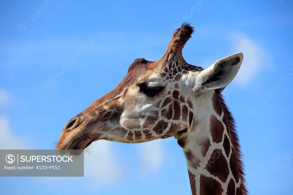 Reticulated Giraffe,Giraffa camelopardalis reticulata,Africa,adult portrait