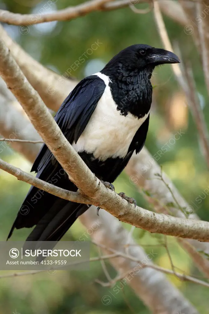 Pied Crow, Corvus albus, Berenty Game Reserve, Madagascar, adult on tree