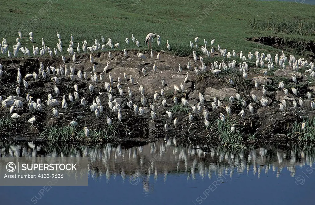 Cattle Egret Bubulcus ibis Ngorongoro Crater Tanzania Africa