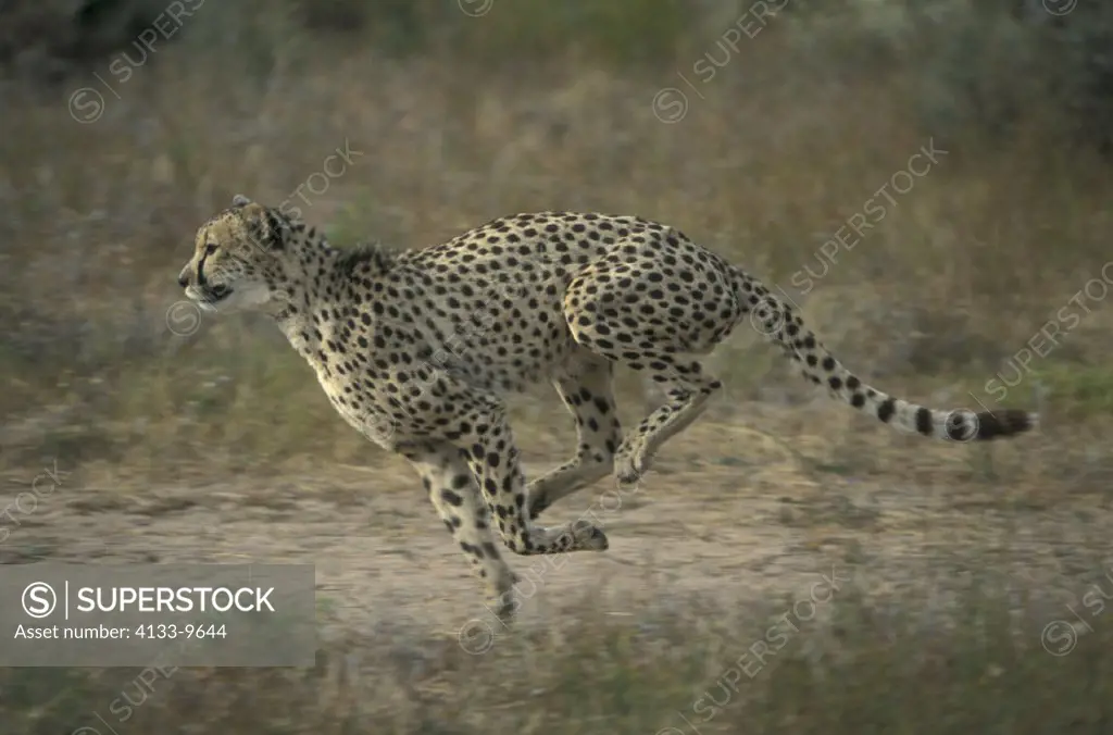 Cheetah , Acinonyx jubatus , South Africa , Africa , Adult running