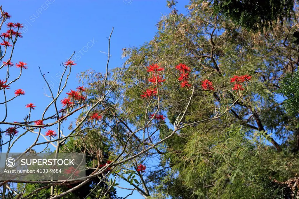 Naked Coral Tree,Erythrina coralloides,California,USA,bloom