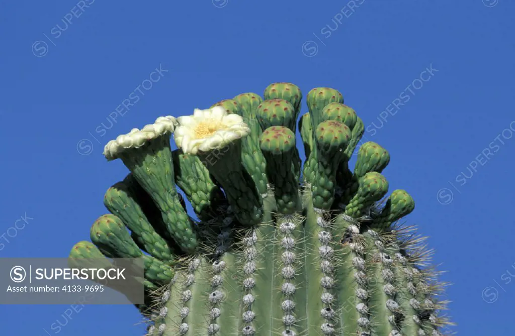 Saguaro Cactus , Carnegia gigantea , Sonora Desert , Arizona , USA , America , bloom