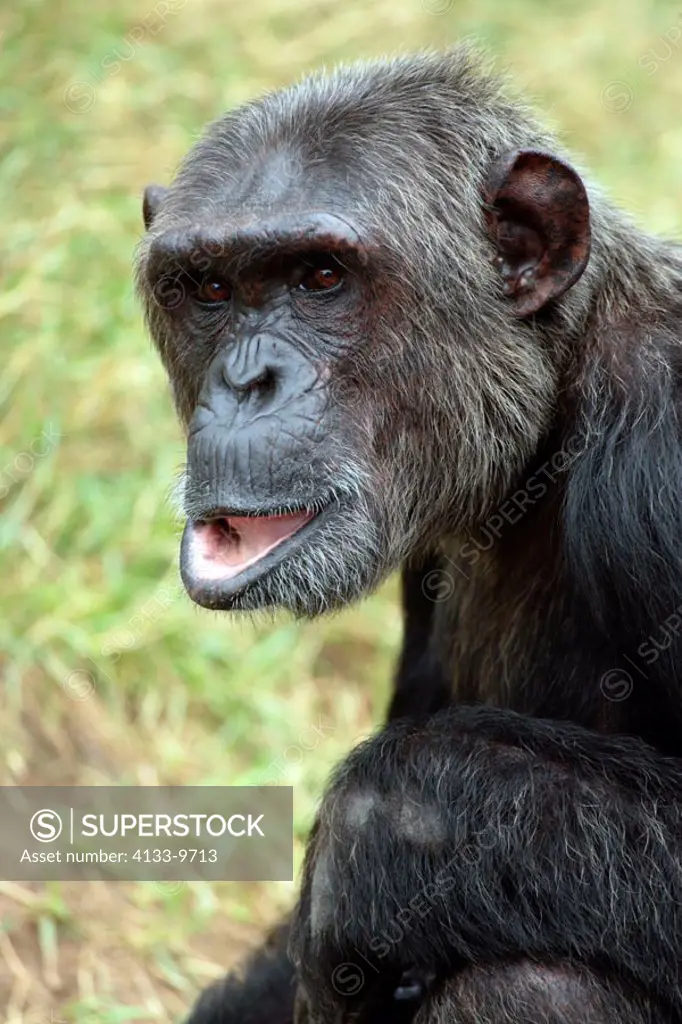 Chimpanzee Pan troglodytes troglodytes Africa