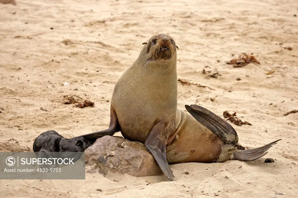 Cape Fur Seal, Arctocephalus pusillus, Cape Cross, Namibia, adult with young