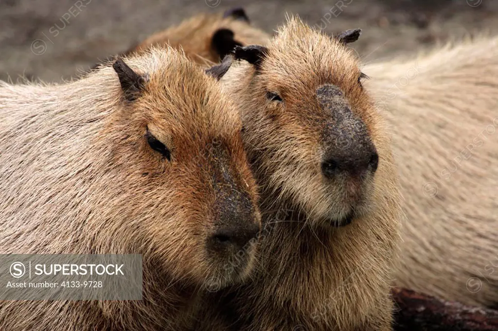 Capybara, Hydrochoerus hydrochaeris, South America, adult