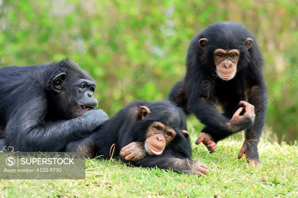 Chimpanzee, Pan troglodytes troglodytes, Africa , adult female with youngs playing
