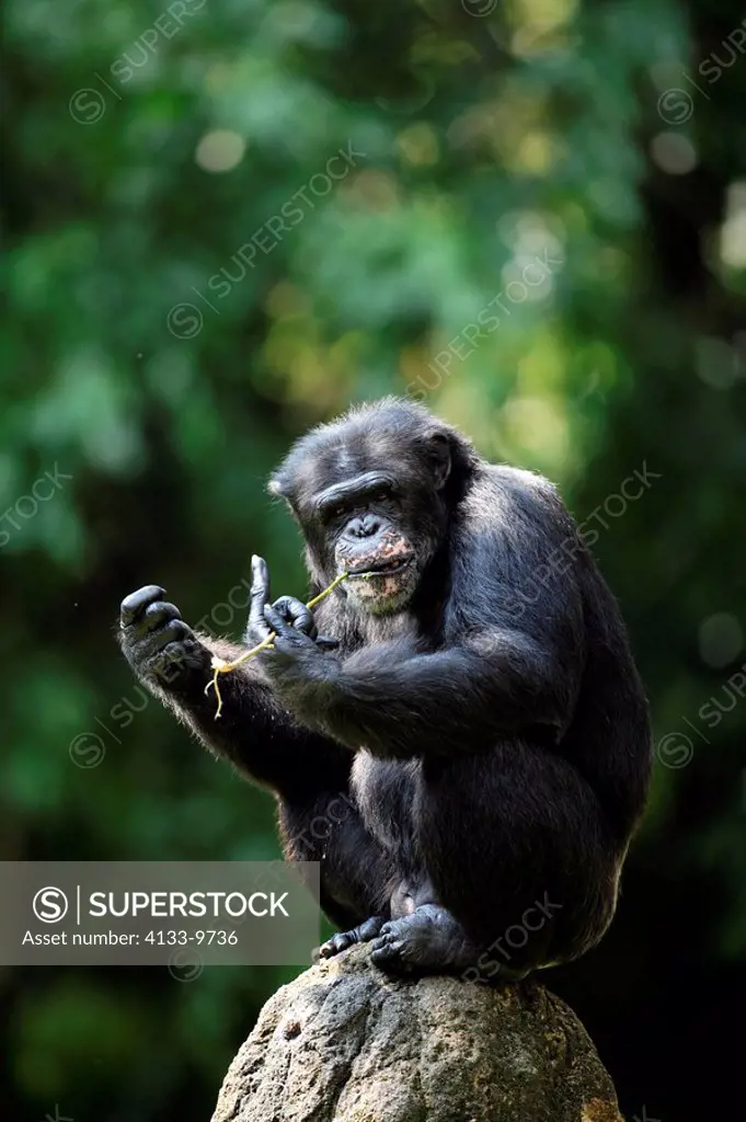 Chimpanzee,Pan troglodytes troglodytes,Africa,adult male