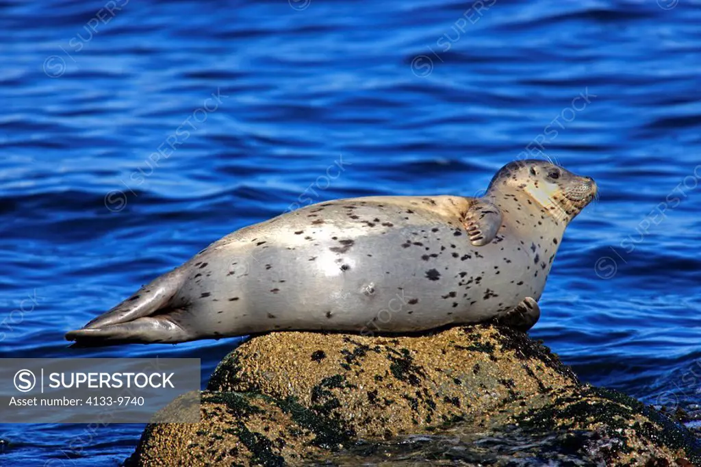 Common Seal,Phoca vitulina,Monterey,California,USA,adult on rock
