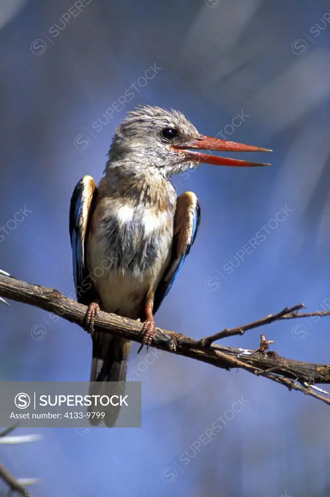 Grey Headed Kingfisher , Halcyon leucocephala , Kruger National Park , South Africa , Africa , adult on tree