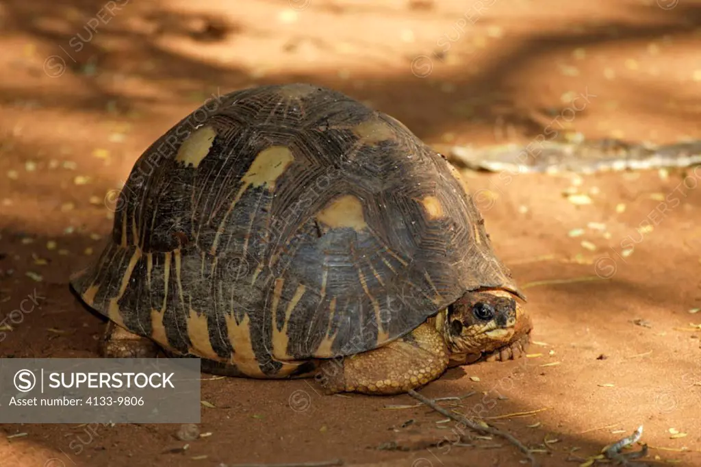 Madagascar radiated Tortoise, Geochelone radiata, Berenty Game Reserve, Madagascar, adult