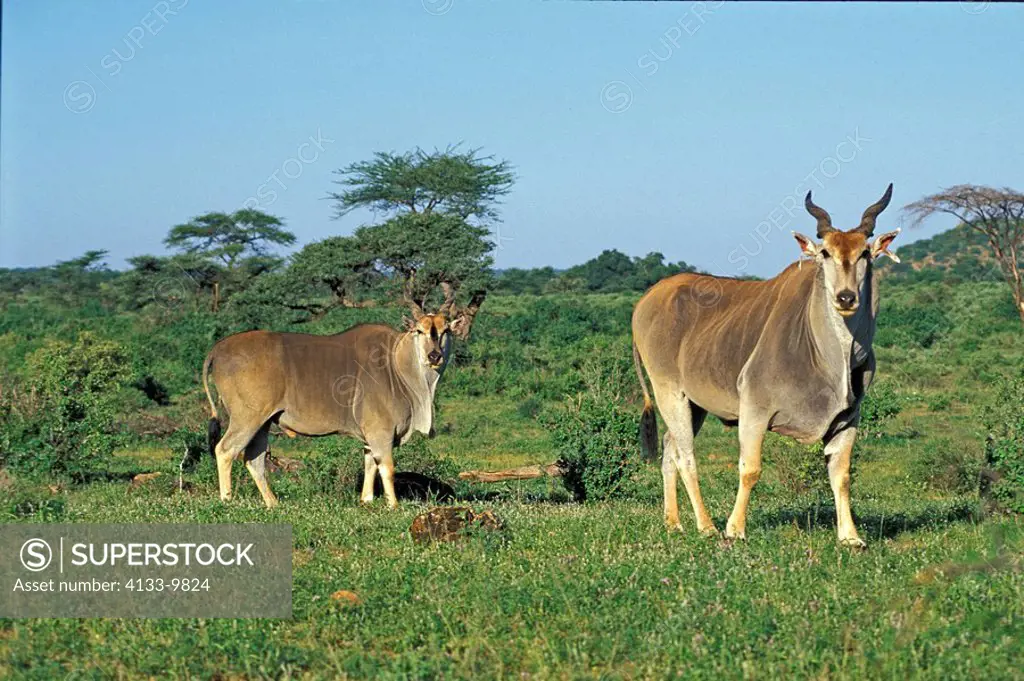Eland,Taurotragus oryx,Samburu Game Reserve,Kenya,Africa,adult males
