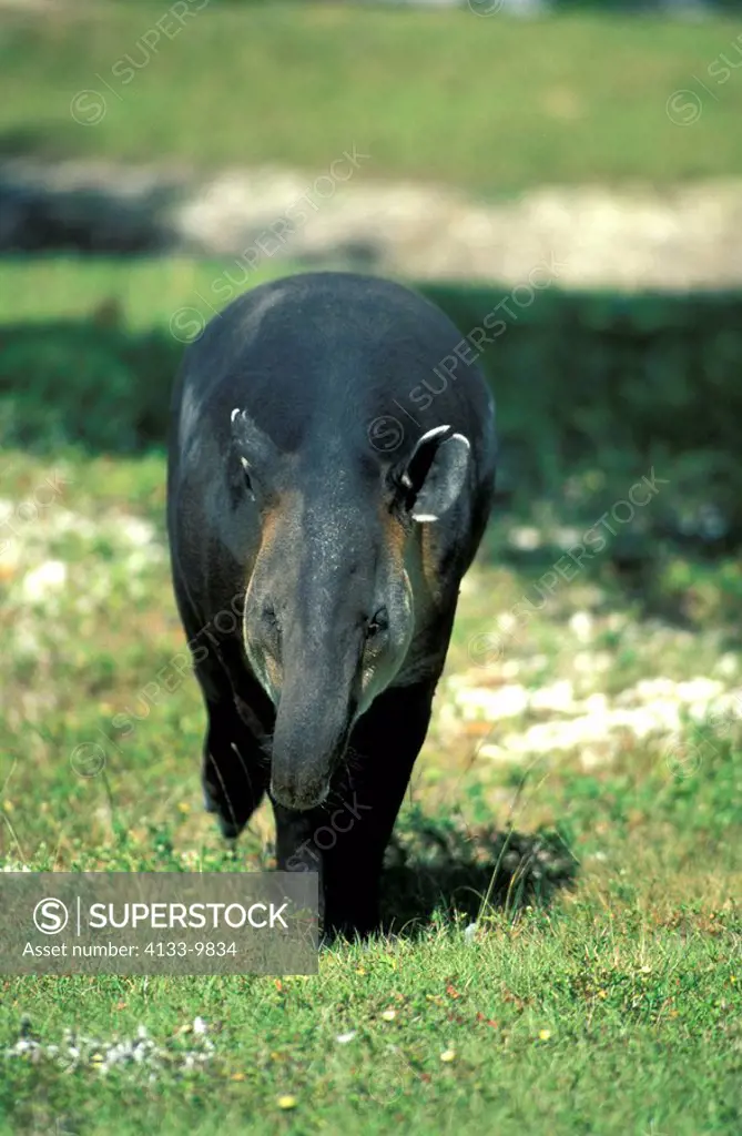Bairds Tapir,Tapirus baird,Latin America,adult feeding