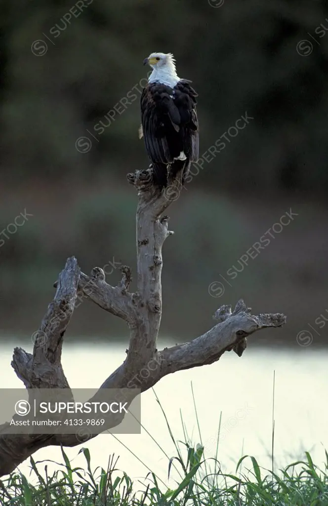 African Fish Eagle,Haliaeetus vocifer,Kruger Nationalpark,South Africa,,Africa,adult on branch