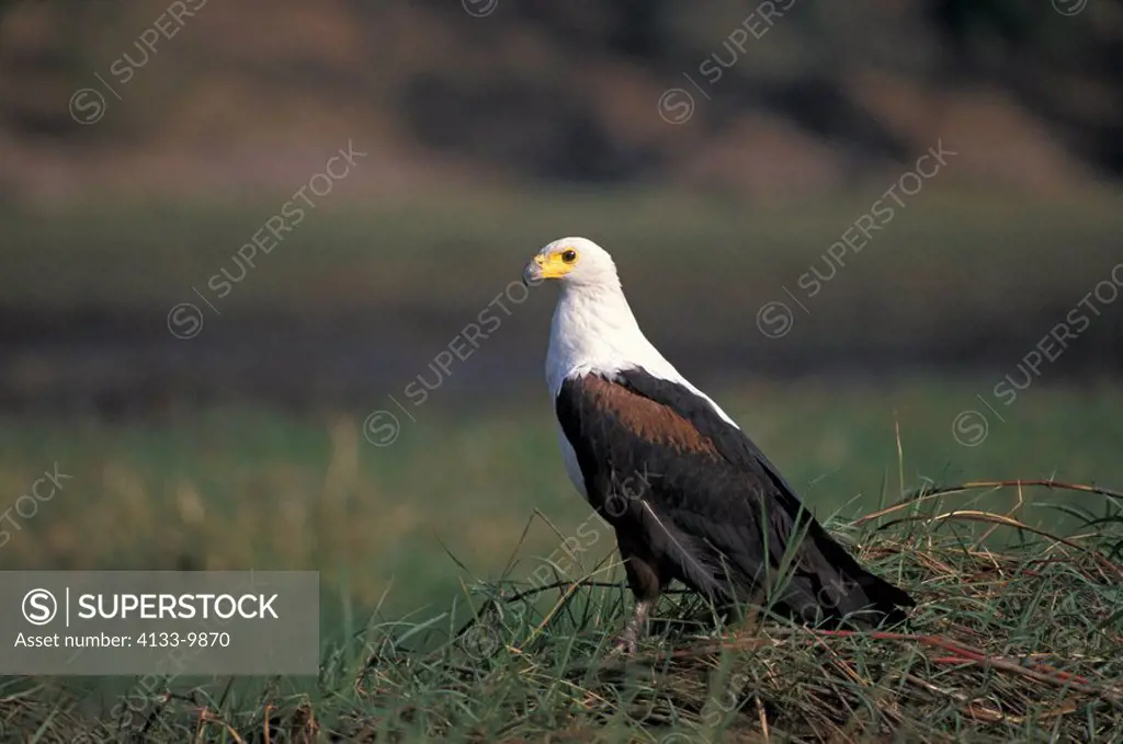 African Fish Eagle,Haliaeetus vocifer,Chobe Nationalpark,Botswana,Africa,adult